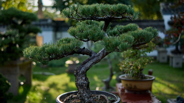 Green Serenity Bonsai