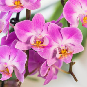 Blooming Bliss Orchid