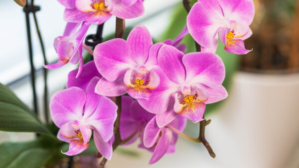 Blooming Bliss Orchid
