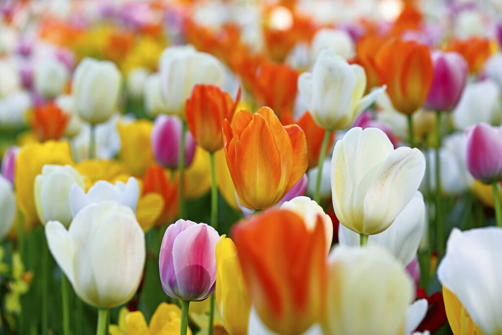 Garden bed of colourful tulip flowers
