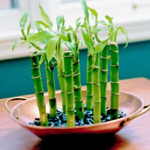 Lucky Bamboo Trio