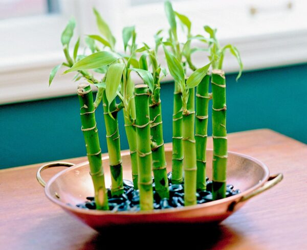 Lucky Bamboo Trio